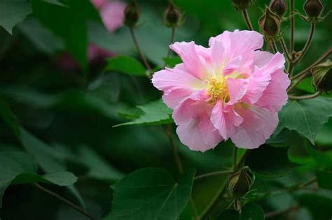 玫瑰水芙蓉風水|【玫瑰水芙蓉風水】三棵才10元的玫瑰水芙蓉風水禁忌：放錯位置。